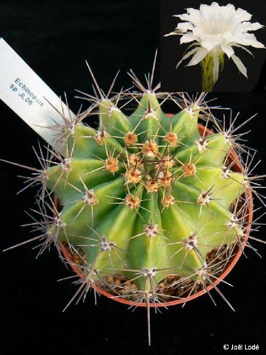 Echinopsis sp JL06-875